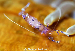 found in Lembeh; D200 by Thomas Lueken 
